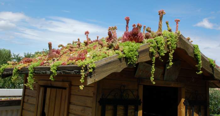 Sempervivum Dachwurz Hauswurz